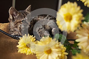 Beautiful tricolor kitten with blue eyes is sweetly laying on the gold bedcover and looking forward. Yellow flowers of chrysanthem