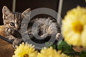 Beautiful tricolor kitten with blue eyes is sweetly laying on the gold bedcover and looking forward. Yellow flowers of chrysanthem