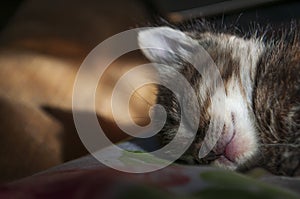 Beautiful tricolor kitten with blue eyes is sweetly laying on the gold bedcover and sleeping. Pet in the home