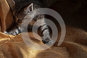 Beautiful tricolor kitten with blue eyes is sweetly laying on the gold bedcover and sleeping. Pet in the home