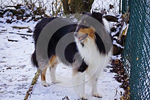 Beautiful Tricolor Rough Collie Named Trixie