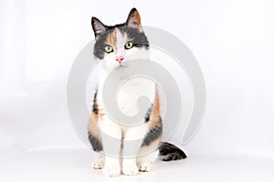 Beautiful tricolored cat portrait indoor