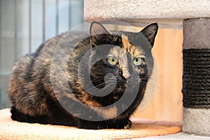 A beautiful tricolored shorthair cat is sitting on the scratching post