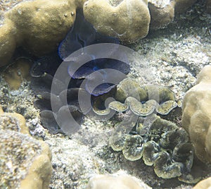 Beautiful tridacna clams