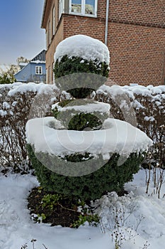 Beautiful trimmed cut thuja tree in 3 different sections - covered in snow