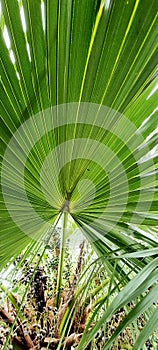 Beautiful tropical Anahaw palm or Saribus Rotundifolius