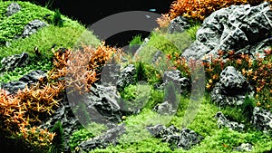 Beautiful tropical aqua scape, Nature Aquarium green plant an tr