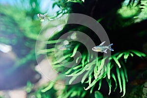 Beautiful tropical aquarium. Diamond tetra fish swimming in the freshwater aquascape with green trident fern.