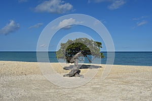 Beautiful Tropical Aruba Beach with a Divi Tree