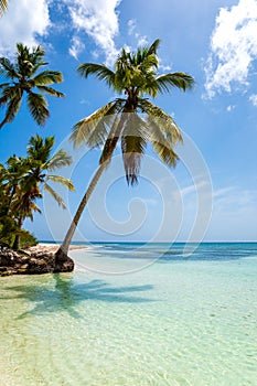 Beautiful tropical beach and coconut palm trees staying togehter. Holiday and vacation concept