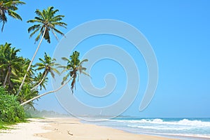 Beautiful tropical beach with nobody, palm trees and golden sand. Wave roll into beach with white clean foam. Blue sea.