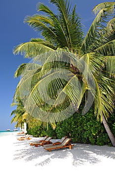 Beautiful tropical beach with palms and sunbeds