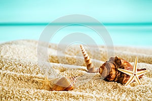 Beautiful tropical beach with seashells