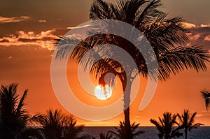 Beautiful tropical beach sunset scene with palm tree silhouette and red sky.
