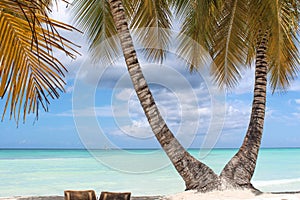 Beautiful tropical beach and two coconut palm trees staying together. Twin palm tree. Tropical paradise beach with white sand and