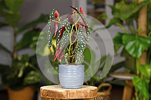 Beautiful tropical `Begonia Maculata` houseplant with white dots in gray ceramic flower pot photo