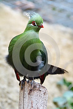 Beautiful tropical bird - Fischer`s turaco Tauraco fischeri