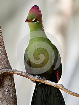 Beautiful tropical bird - Fischer& x27;s turaco & x28;Tauraco fischeri& x29;