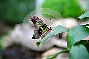 A beautiful tropical butterfly with colored wings of black and green color