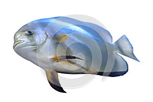 Beautiful tropical butterfly fish on background