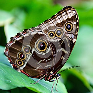 beautiful tropical butterfly with folded wings