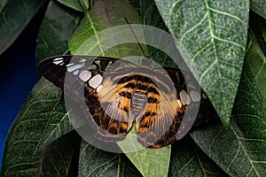 Beautiful tropical butterfly on green leaves. Beauty of nature