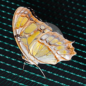 Beautiful tropical butterfly on netting. Beauty of nature