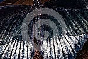 Beautiful tropical butterfly on netting. Beauty of nature