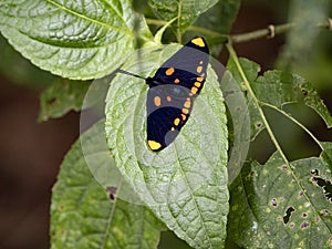 Beautiful in tropical butterfly rain forest. Costa Rica