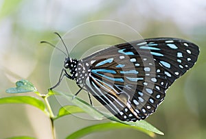 Beautiful tropical butterfly resting on a leaf