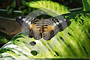 A tropical butterfly is resting on a large green leaf. Close-up, wings spread.