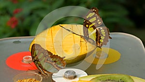 Beautiful tropical butterfly Siproeta stelenes or malachite eating a sweet fruit near view. Thin butterfly nose collect