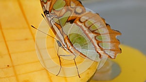 Beautiful tropical butterfly Siproeta stelenes or malachite eating a sweet fruit near view. Thin butterfly nose collect