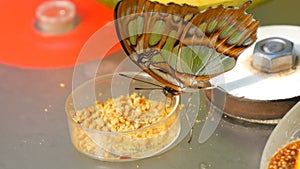 Beautiful tropical butterfly Siproeta stelenes or malachite eating. Thin butterfly nose collect nectar