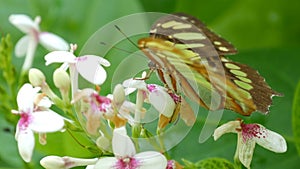 Beautiful tropical butterfly Siproeta stelenes or malachite sits on white flower close up view