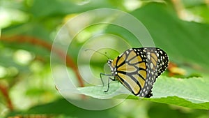 Beautiful tropical butterfly Siproeta stelenes or malachite sitting on a green leaf on a tree branch on green background