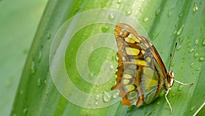 Beautiful tropical butterfly Siproeta stelenes or malachite sitting on a green leaf with water drops on a tree branch on