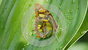 Beautiful tropical butterfly Siproeta stelenes or malachite sitting on a green leaf with water drops on a tree branch on