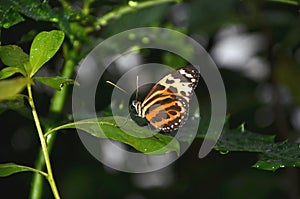 beautiful tropical butterfly on the tree