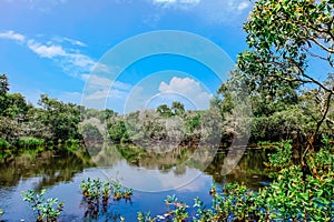 Beautiful tropical cajuput forest of Tra Su, the forest with cajuput trees, flooded plants, water, blue sky. Tra Su is a popular t