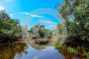 Beautiful tropical cajuput forest of Tra Su, the forest with cajuput trees, flooded plants, water, blue sky. Tra Su is a popular t photo