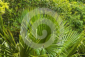 Beautiful tropical chit palm tree in the jungle Coba Mexico