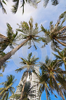 Beautiful tropical cityscape with modern architecture and palm trees view looking up.