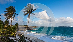 Beautiful tropical coastline with palm trees and cliffs