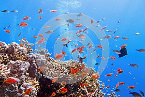 Beautiful tropical coral reef with shoal or coral fish Anthias