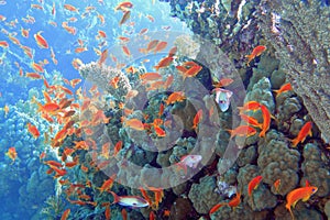 Beautiful tropical coral reef with shoal or red coral fish Anthias