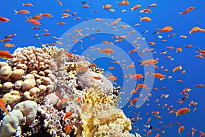 Beautiful tropical coral reef with shoal or red coral fish Anthias