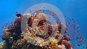 Beautiful tropical coral reef with shoal of red coral fish, anthias