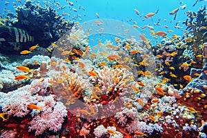 Beautiful tropical coral reef with shoal or red coral fish Anthias