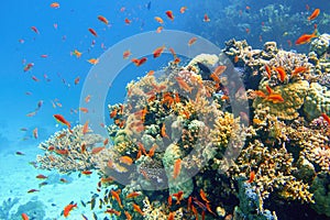 Beautiful tropical coral reef with shoal or red coral fish Anthias